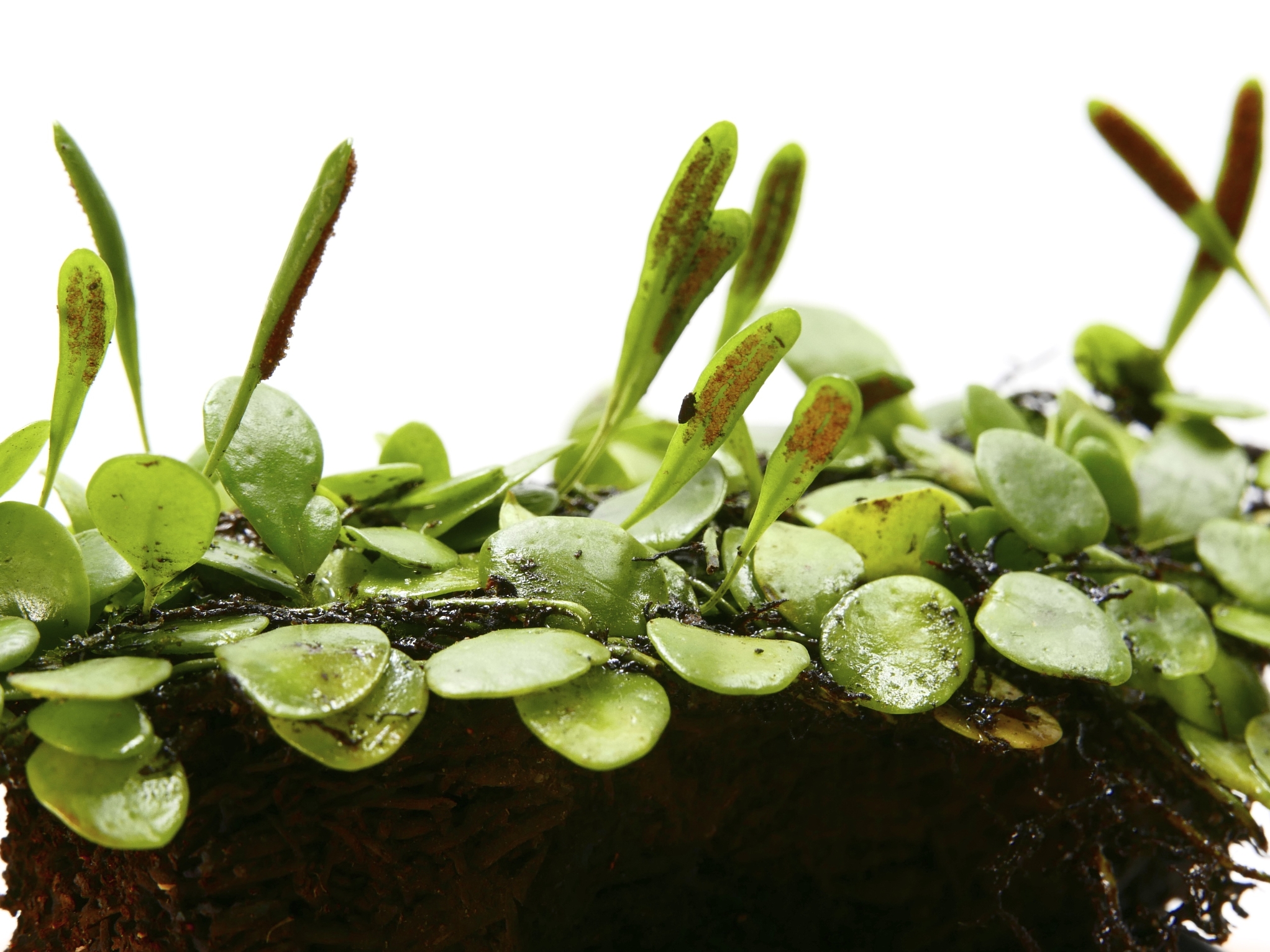 テラリウム 盆栽つくりに最適 コケとシダ テラリウム 盆栽つくりに最適 コケとシダ