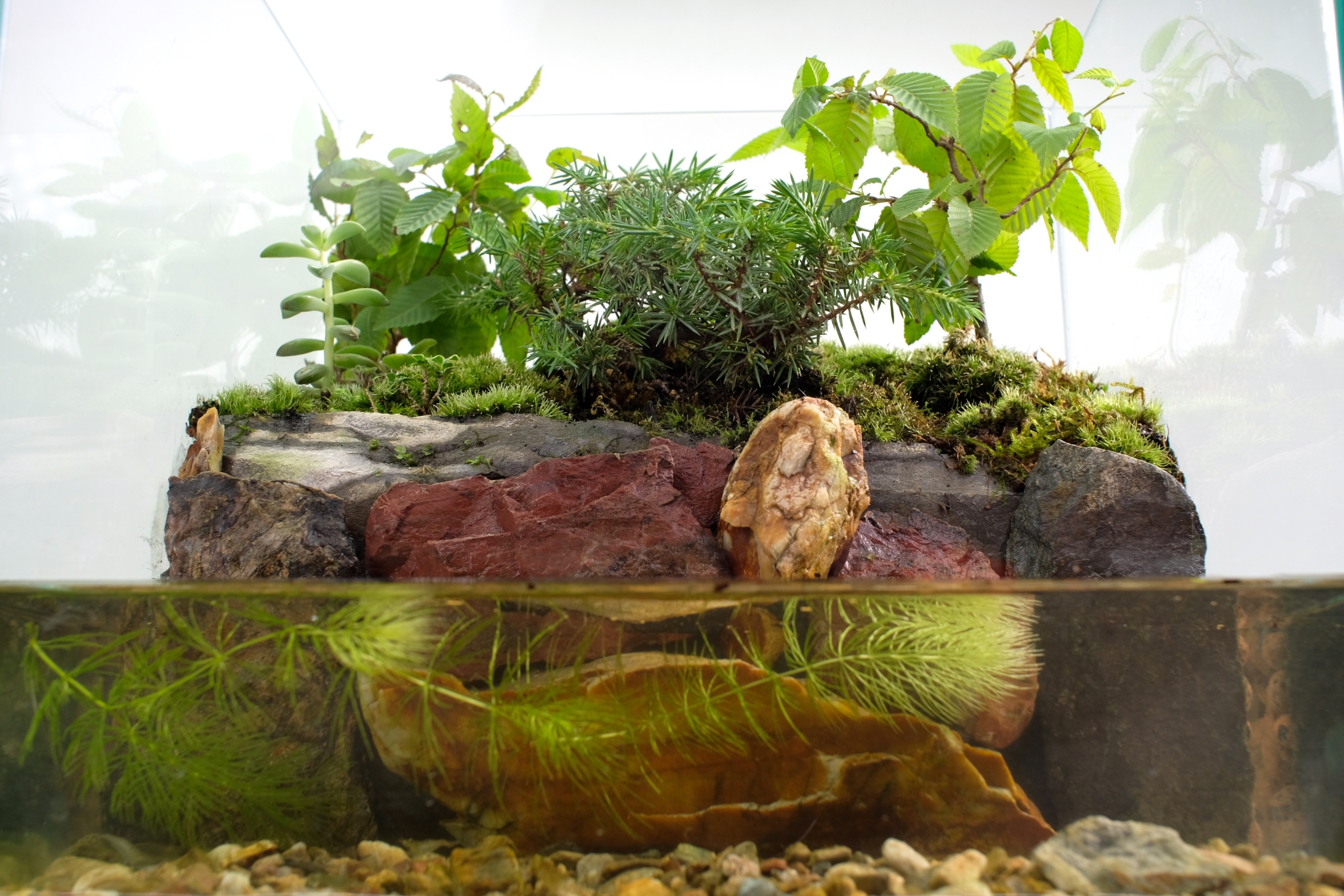 東京都 杉並区のアクアテラリウム専門店 Atera アテラ 株 アテラリサーチ 東京都 杉並区のアクアテラリウム専門店 Atera アテラ 株 アテラリサーチ