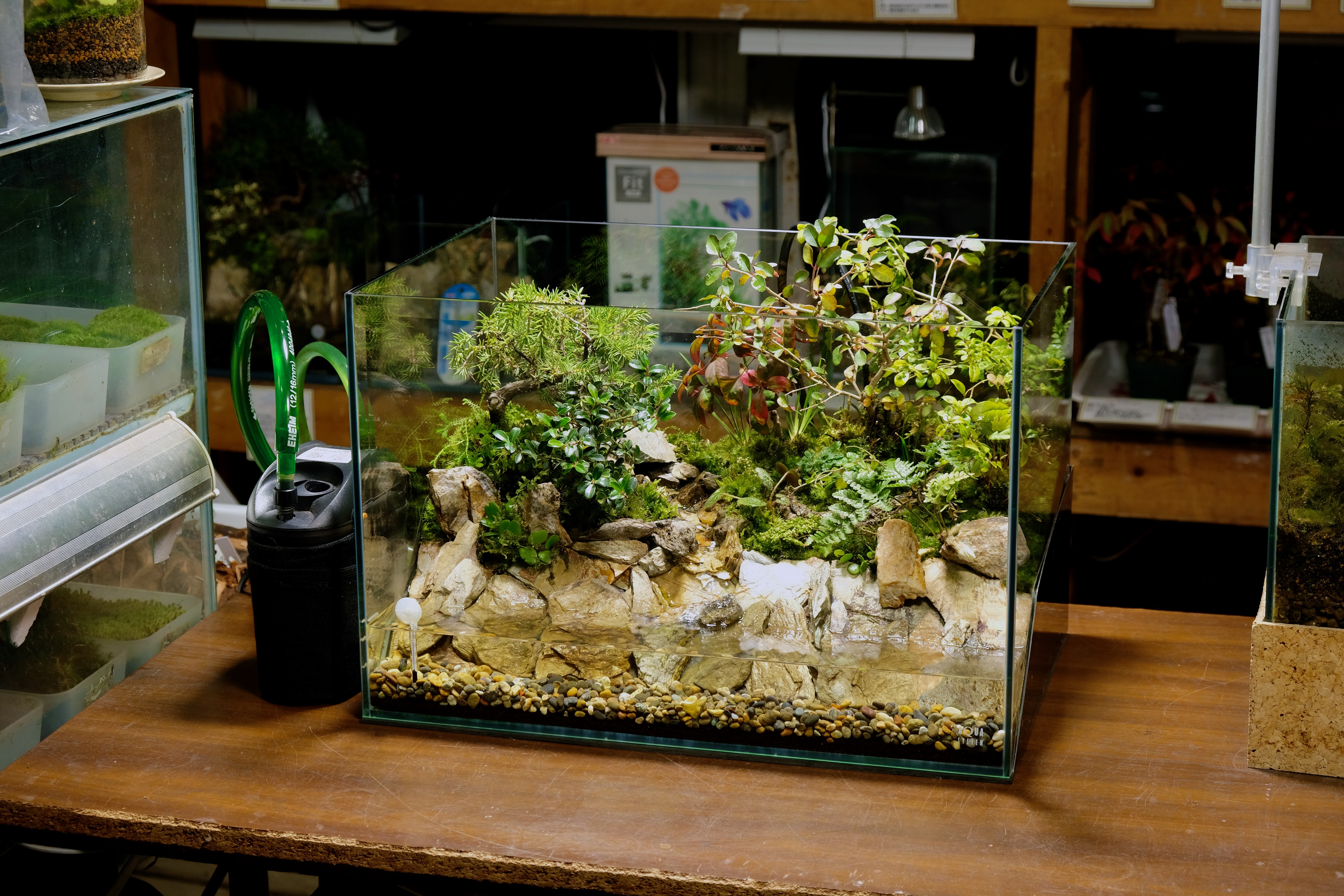 安い アクアテラリウム たま様専用ページ 魚用品 水草 Jogarvolei Com 安い アクアテラリウム たま様専用ページ 魚用品 水草 Jogarvolei Com