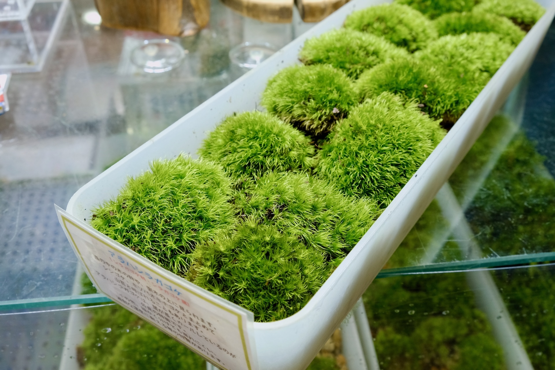 スナゴケ 10トレー コケ 苔 苔リウム 苔テラリウム こけ スナゴケ 10トレー コケ 苔 苔リウム 苔テラリウム こけ