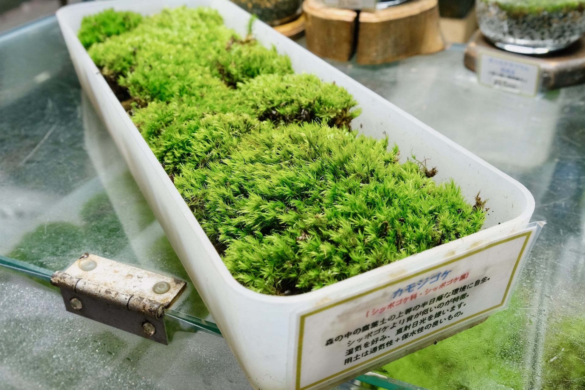 溶岩石付きシノブコケ 溶岩石付きシノブコケ