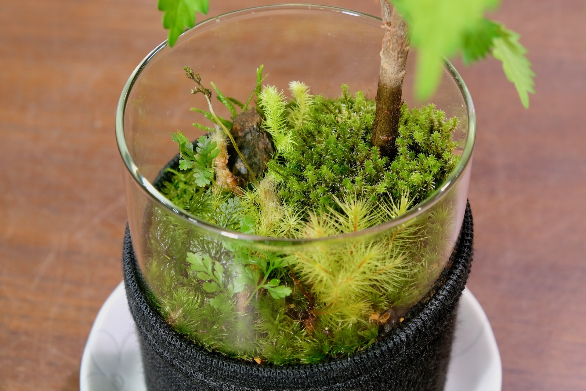 スナゴケ 100トレー 専用 【公式通販】 スナゴケ 100トレー 専用 【公式通販】