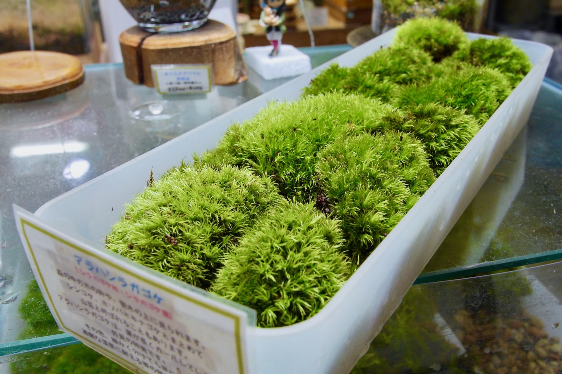 スナゴケ大容量・60×30cmサイズ×10 たっぷりサイズ 応援して スナゴケ大容量・60×30cmサイズ×10 たっぷりサイズ 応援して