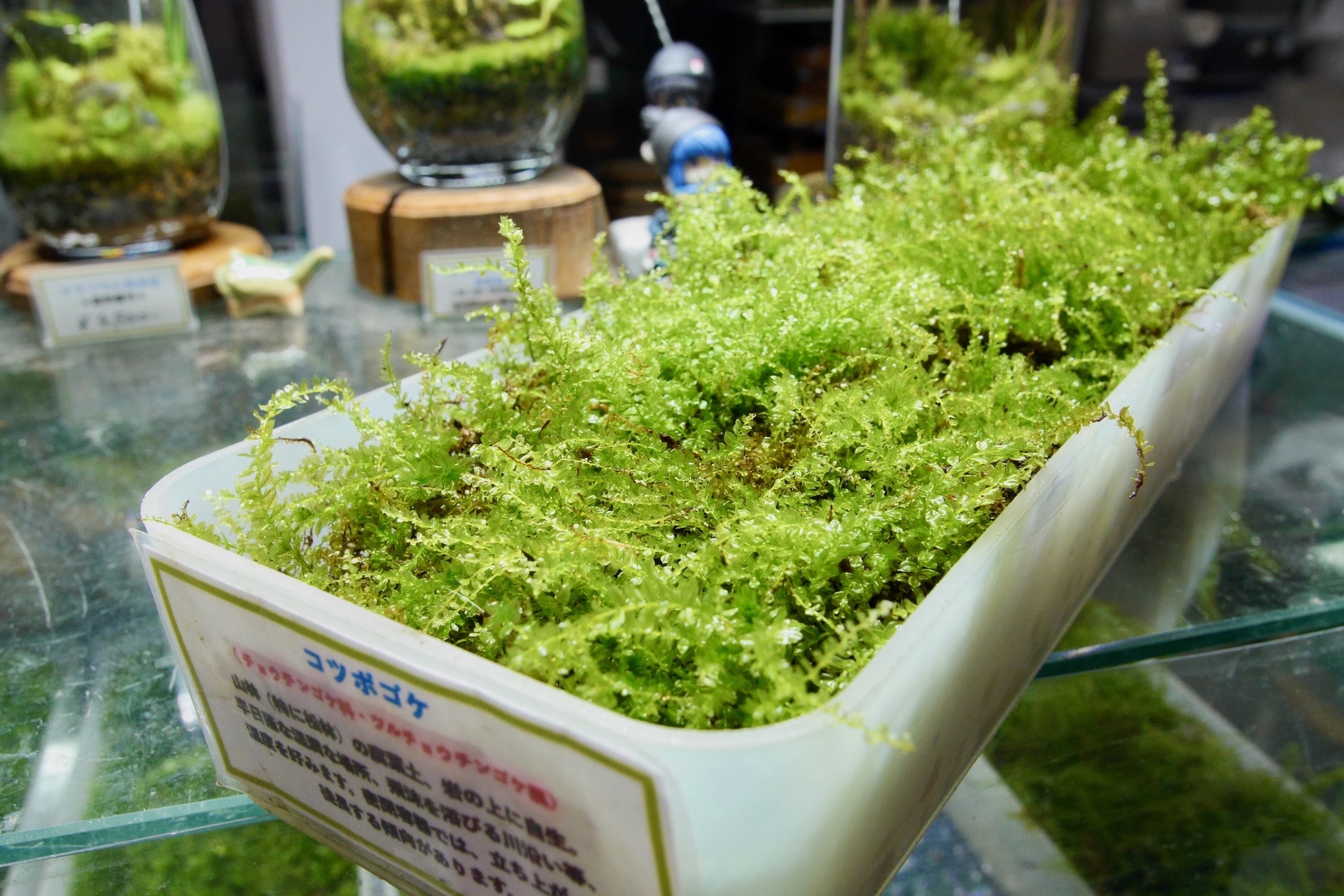 ハイゴケ 3枚 / ケース入り / 装飾用 マット / 苔玉 苔庭 / MOSS