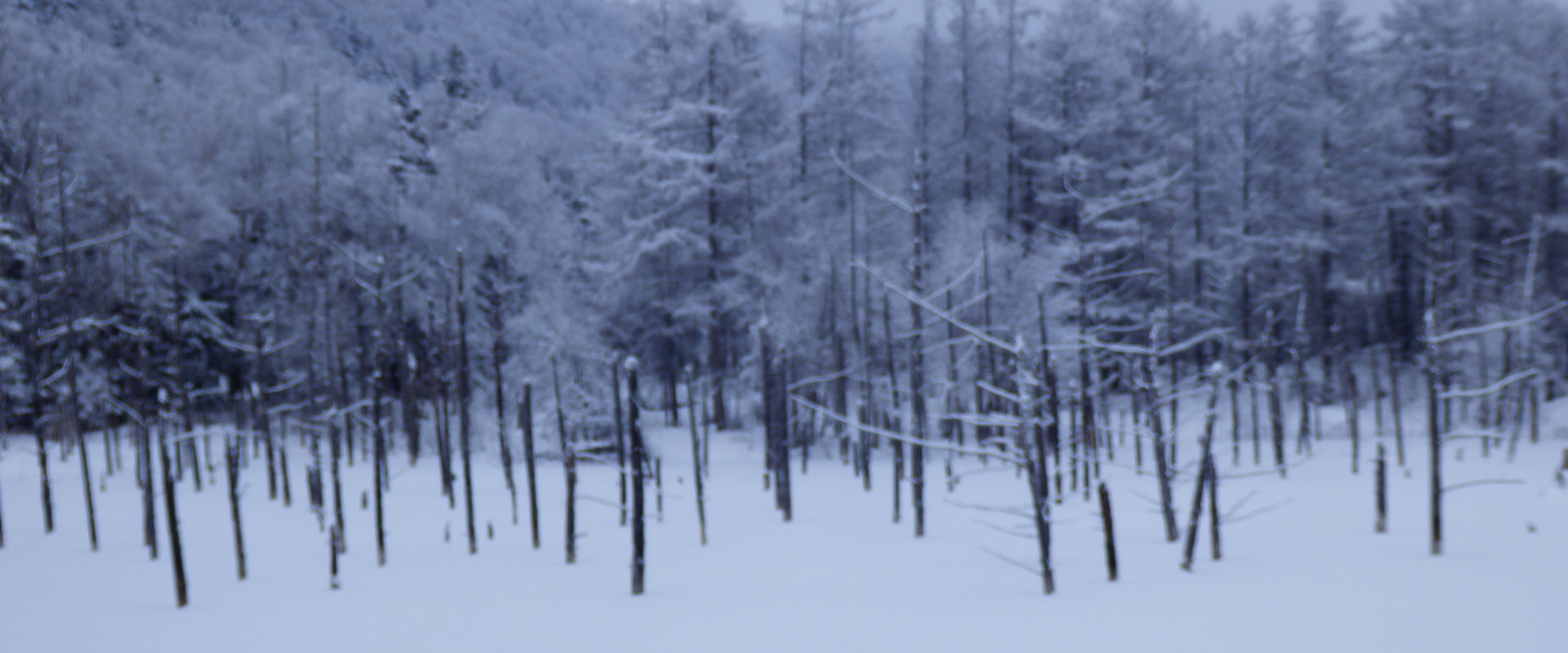 青い池 冬