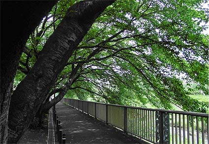 野川とハケの森の会