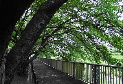 野川　初夏