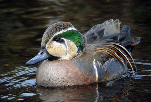 野川の自然 野鳥編