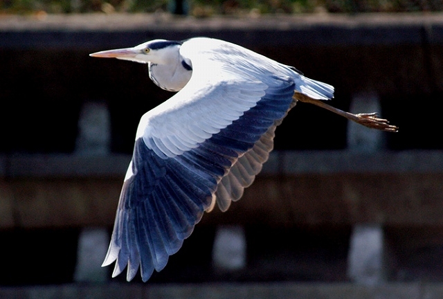 野川の自然 野鳥編