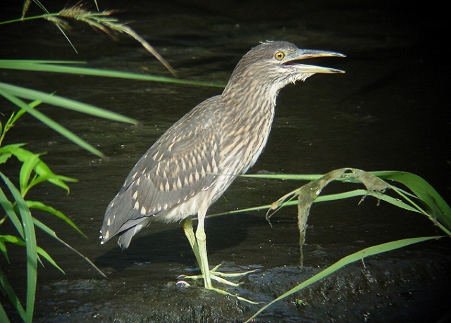 野川の自然 野鳥編