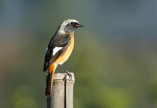 野川の自然 野鳥編