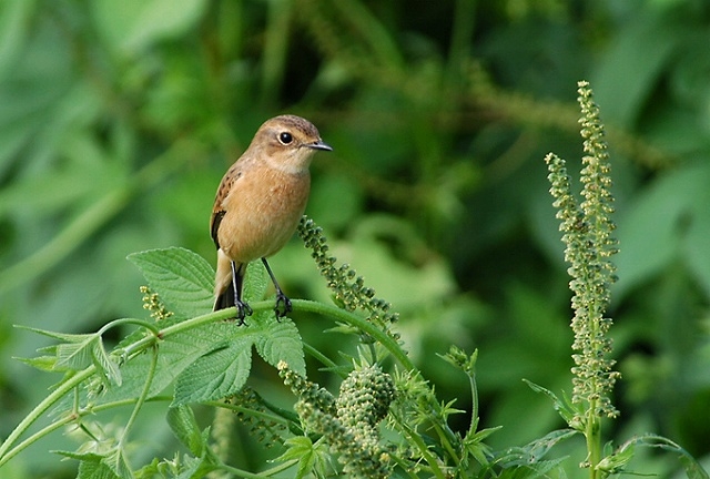 野川の自然 野鳥編