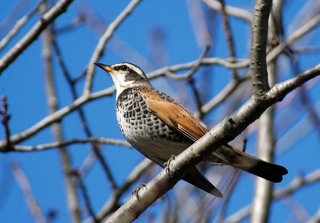 野川の自然 野鳥編
