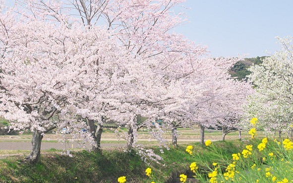 サクラなのはな
