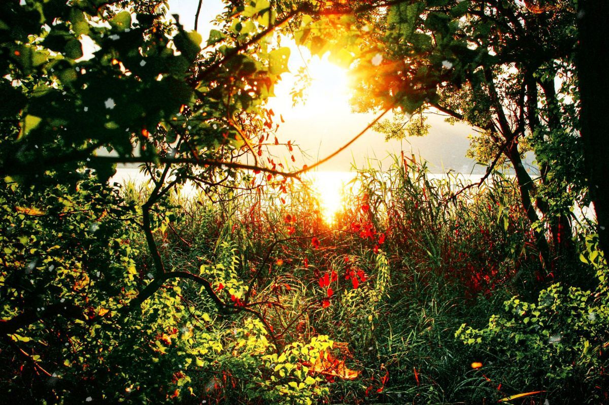 森のこもれ日１