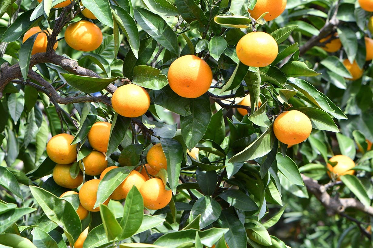 ミカンの木