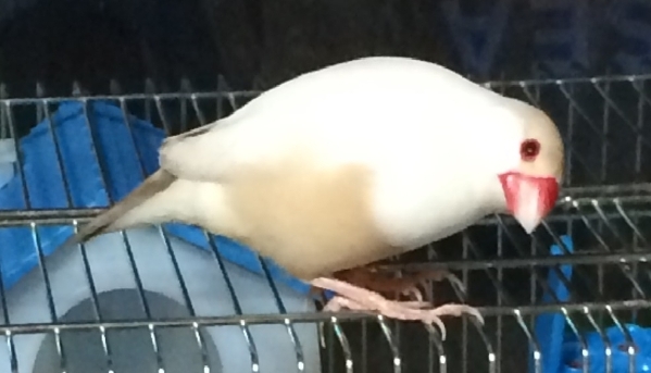 家で育てている文鳥です