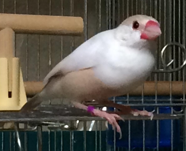 家で育てている文鳥です