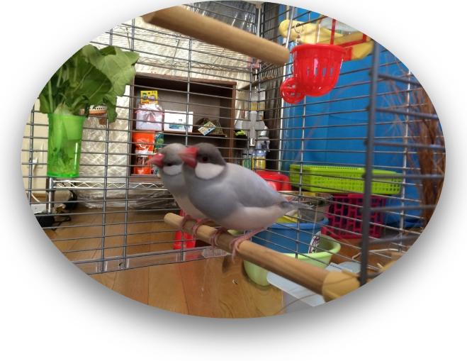 家で育てている文鳥です 家で育てている文鳥です