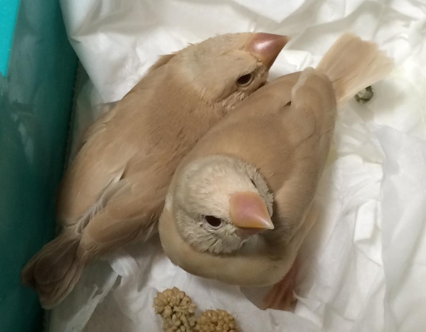クリーム 文鳥 You More 小鳥部 ぼくたち似てる 文鳥のソフトクリームポーチの会