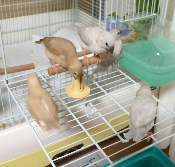 クリーム文鳥販売中 福岡県