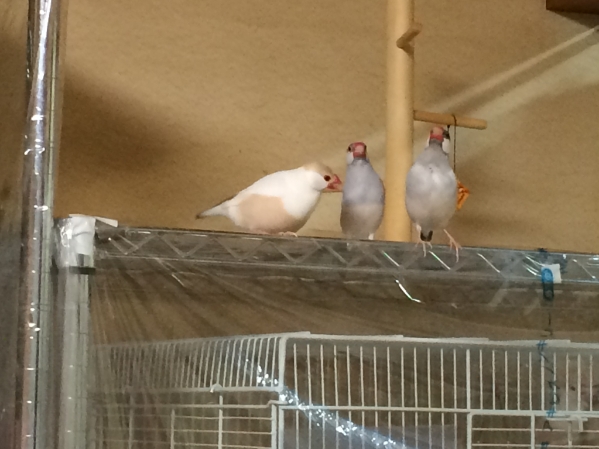家で育てている文鳥です 家で育てている文鳥です