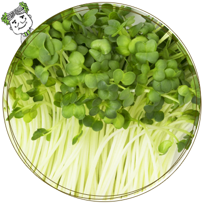 かいわれ大根豆苗ブロッコリースプラウトなら嶋本食品 高知県室戸市 かいわれ大根豆苗ブロッコリースプラウトなら嶋本食品 高知県室戸市
