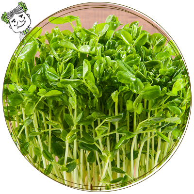 かいわれ大根豆苗ブロッコリースプラウトなら嶋本食品 高知県室戸市 かいわれ大根豆苗ブロッコリースプラウトなら嶋本食品 高知県室戸市