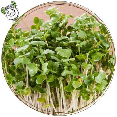 かいわれ大根豆苗ブロッコリースプラウトなら嶋本食品 高知県室戸市 かいわれ大根豆苗ブロッコリースプラウトなら嶋本食品 高知県室戸市
