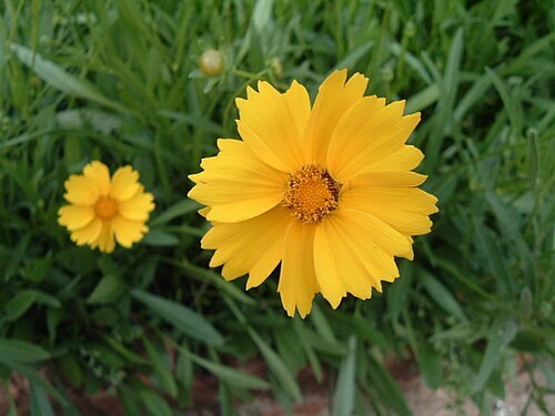 Coreopsis_lanceolata_003