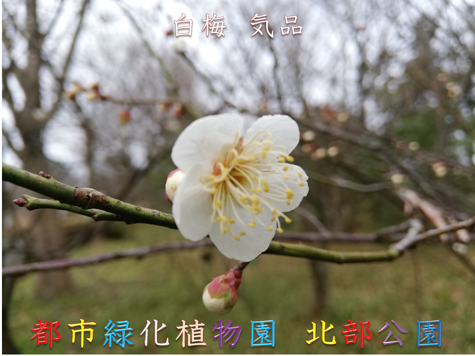 公園情報 石川県金沢市北部公園 都市緑化植物園公式サイト