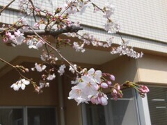 桜開花