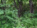周辺の緑１