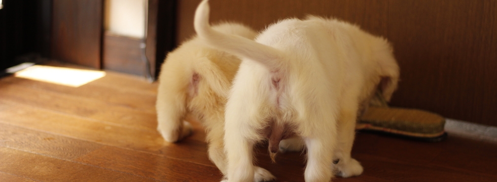 トップバナー