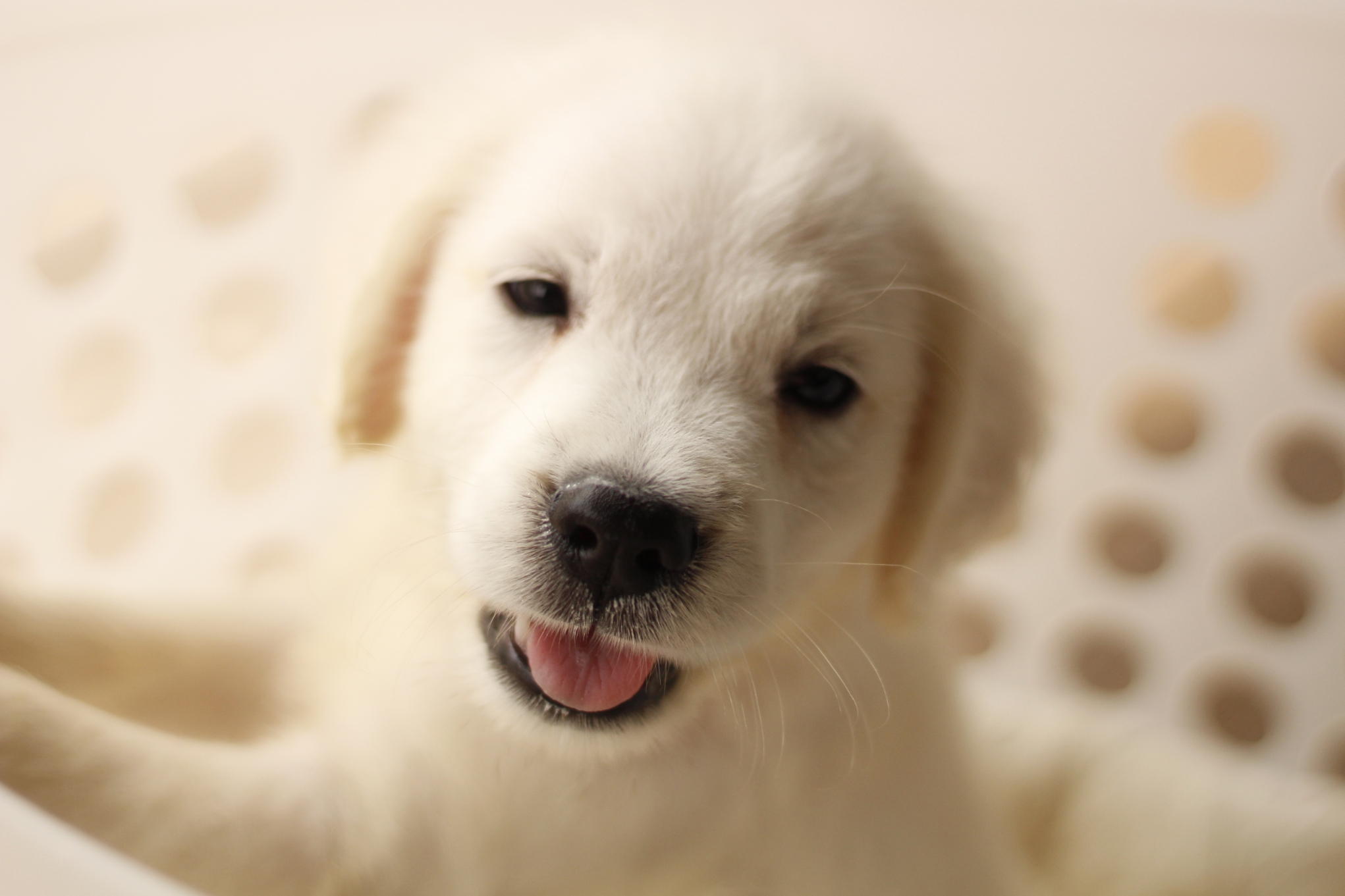 当犬舎のレトリバー 英国ゴールデンレトリバーvilla 当犬舎のレトリバー 英国ゴールデンレトリバーvilla