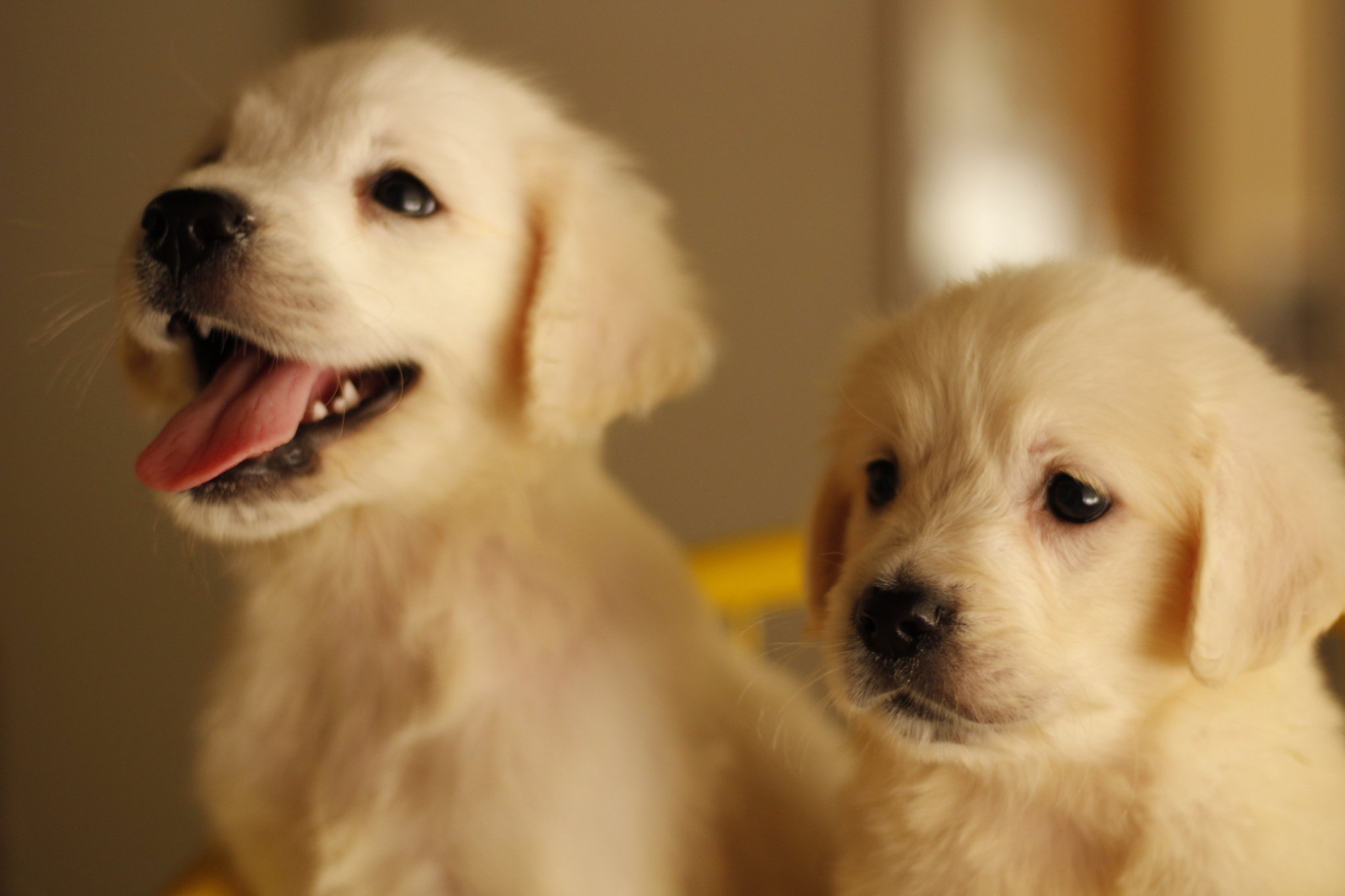 犬舎情報 英国ゴールデンレトリバーvilla 犬舎情報 英国ゴールデンレトリバーvilla