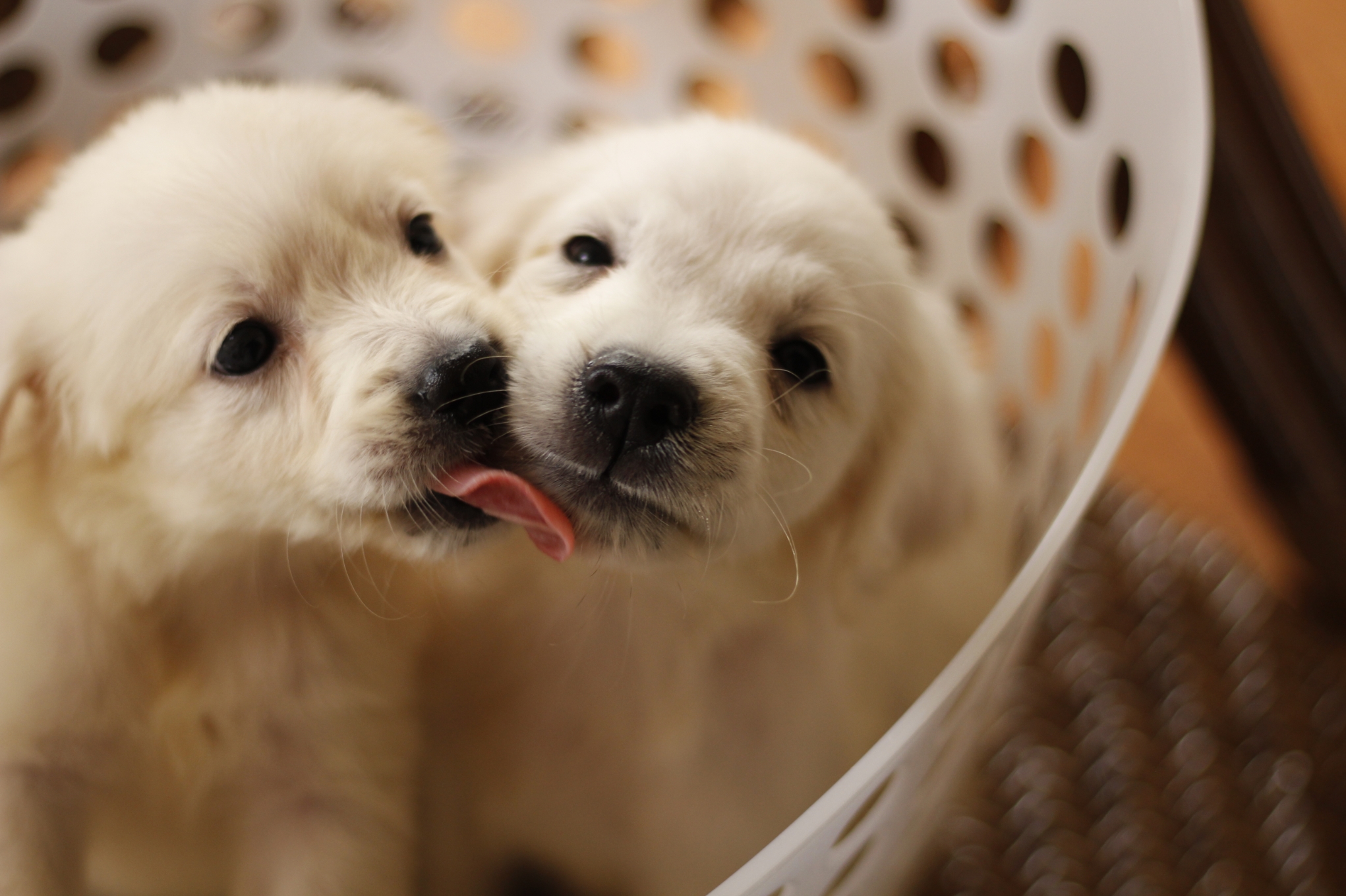 犬舎情報 英国ゴールデンレトリバーvilla 犬舎情報 英国ゴールデンレトリバーvilla