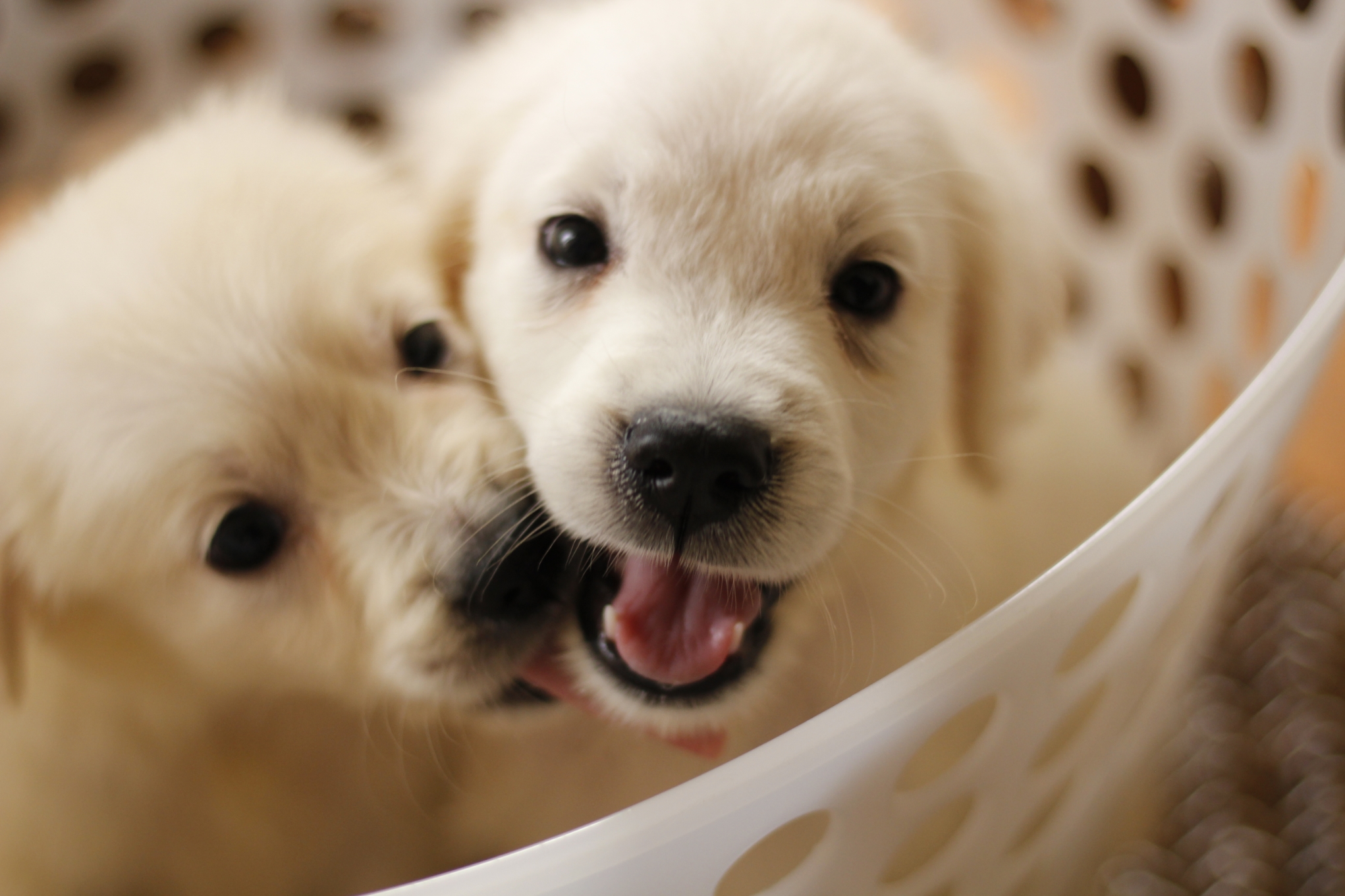 犬舎情報 英国ゴールデンレトリバーvilla 犬舎情報 英国ゴールデンレトリバーvilla