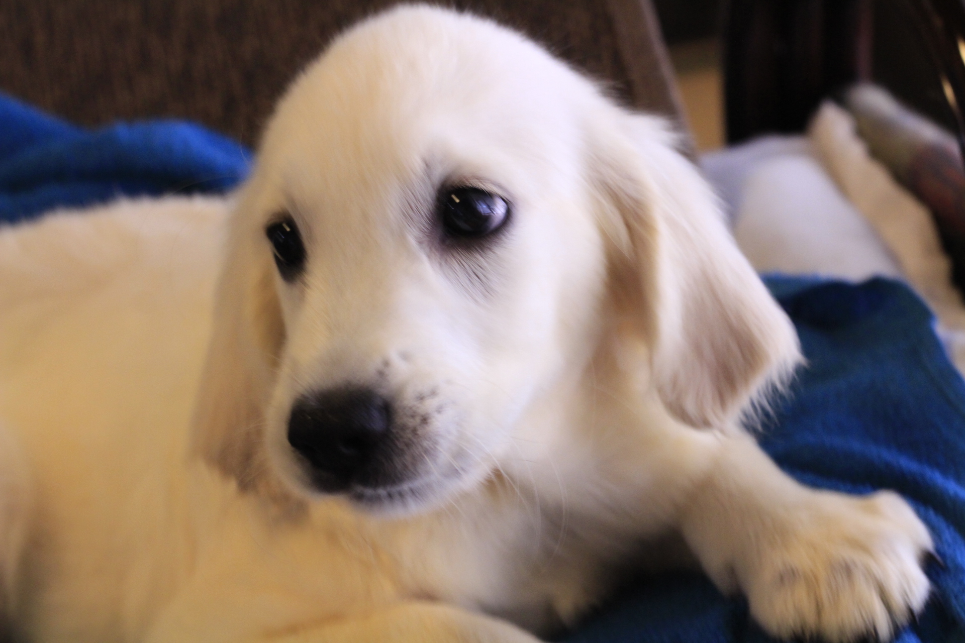 英国ゴールデンレトリバーのブログ 英国ゴールデンレトリバーのブログ