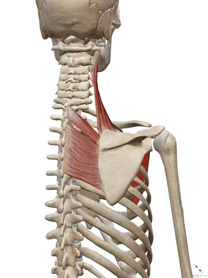 13921106_808228862646830_9185002185667269556_n