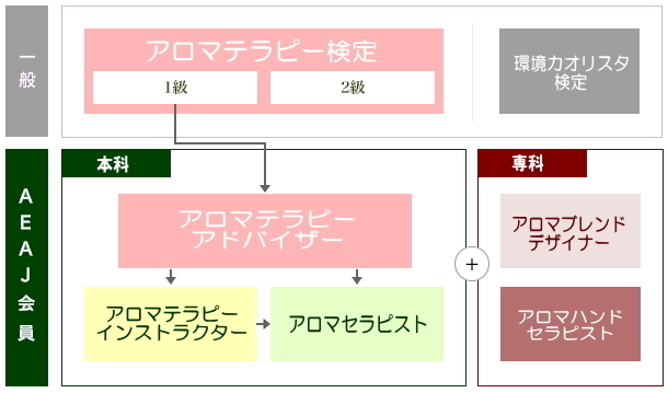 アロマテラピー資格のステップを示した図（検定からセラピストまでの流れ）
