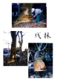 5. 伐採