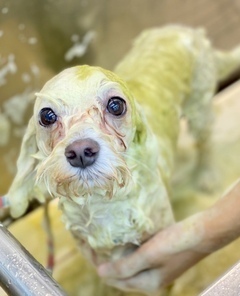 ハーブシャンプーについて ハーブシャンプーについて