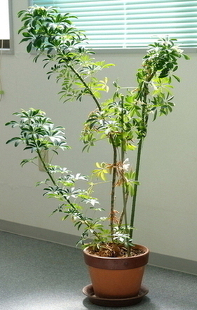 DSCF0021_コピー_コピー_コピー_コピー_コピー_コピー_コピー_コピー