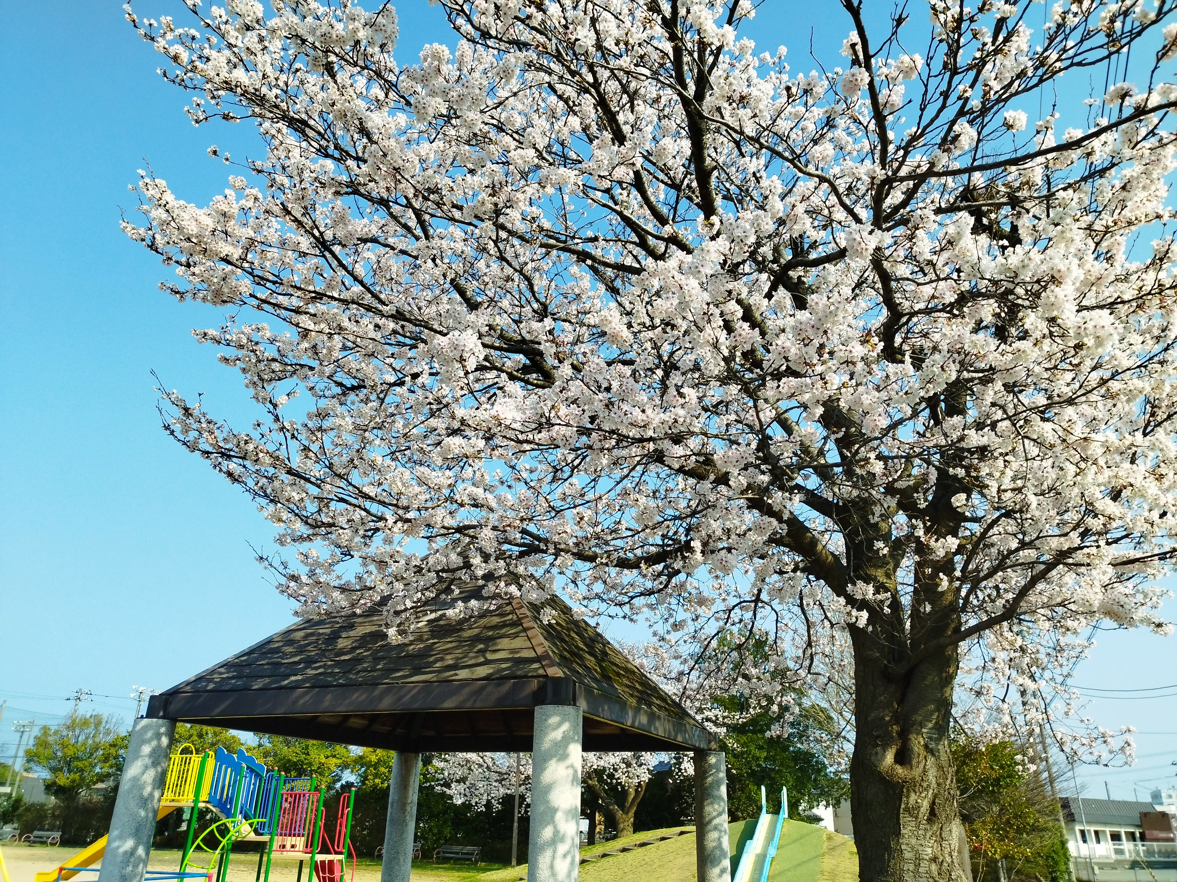 季節の写真(2026桜)