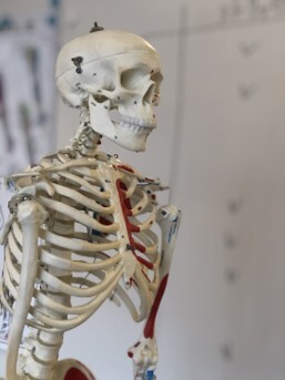 Anatomy