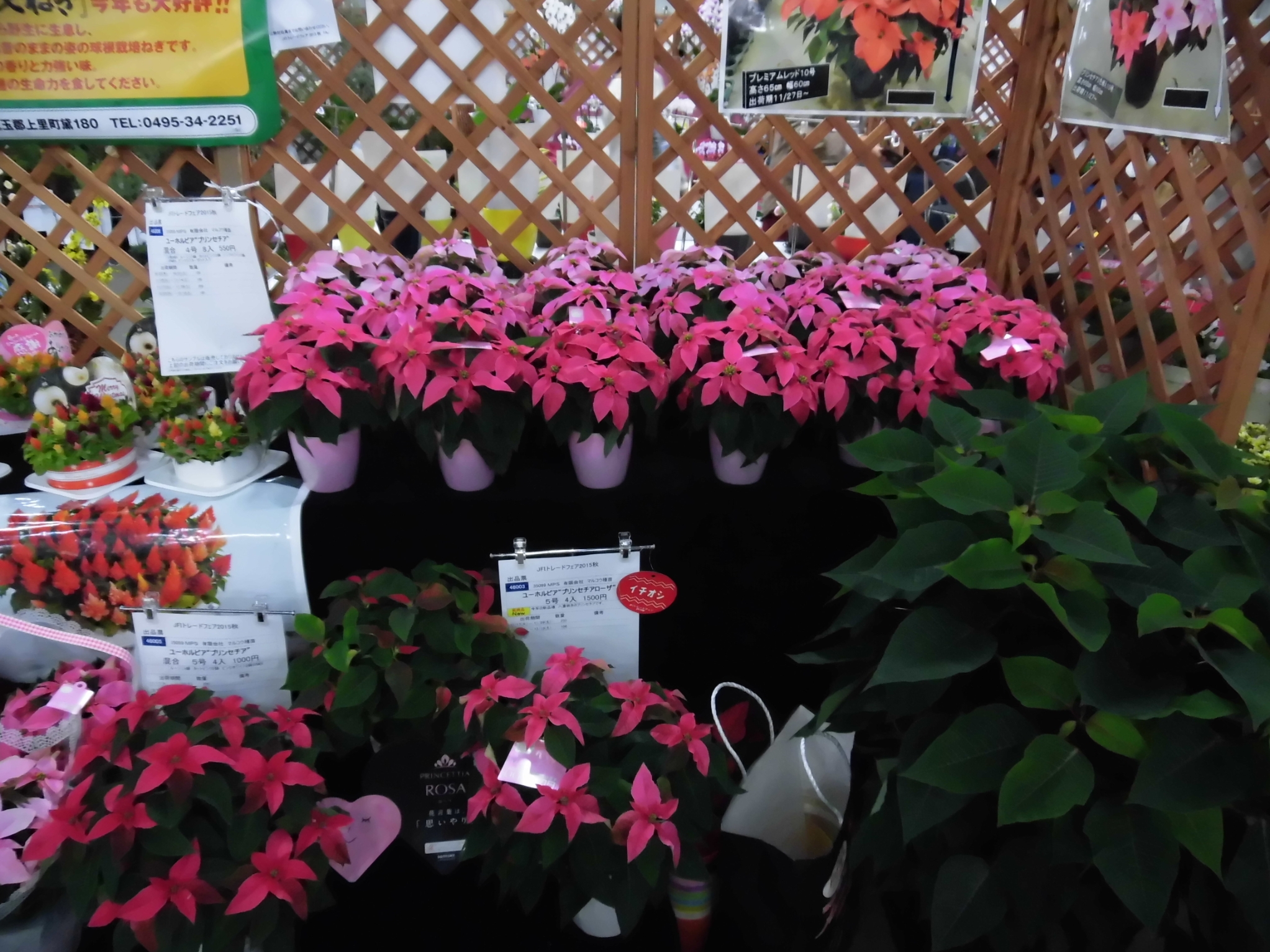 プリンセチア プリンセチア