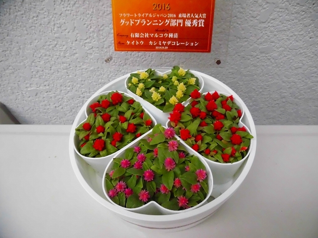 母の日プレゼント カシミヤデコレーション ケーキみたいなケイトウ