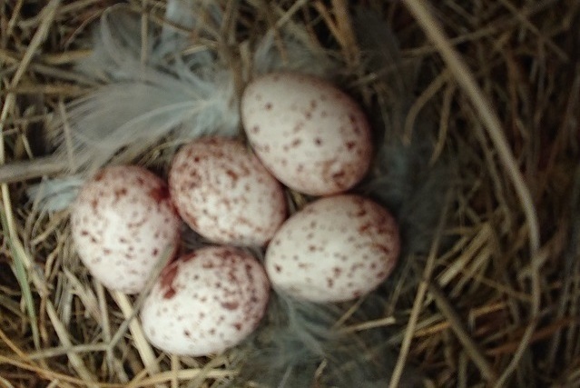 ツバメの巣立ちまで ツバメの巣立ちまで