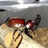 5_G20260708_カブトムシ3_t280_コピー